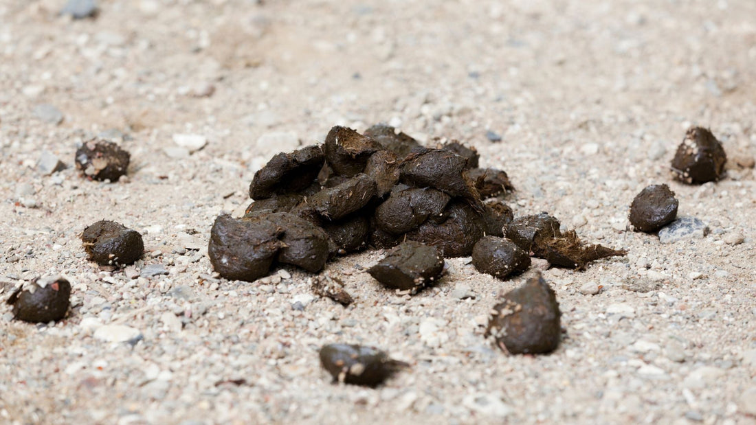 Hästgödsel – en stabil råvara för biogasproduktion